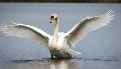 A Swan With Its Wings Flapping Taking Off Into Th Upscaled 11