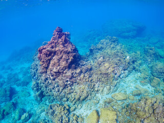 ウミトサカ（ウミトサカ科）、イボヤギ（キサンゴ科）他のソフトコーラルが群生する美しい岩礁。

日本国静岡県伊豆半島賀茂郡南伊豆町中木から渡し船で渡るヒリゾ浜にて。
2022年夏水中撮影。

A beautiful reef where Alcyonacea, Orange Cup Coral (Tubastraea foulkneri) and other soft corals grow in 