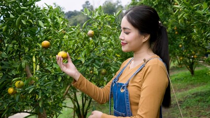 Young Asian woman in orange orchard examining ripe orange on tree. Wearing denim overalls and brown shirt. Smiling, enjoying work. Vibrant green leaves and fresh fruit create serene atmosphere.