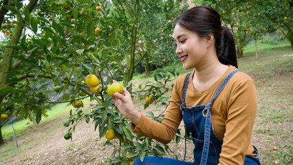 Young Asian woman examining ripe orange in orchard, smiling. Wearing denim overalls and brown long-sleeve shirt. green leaves and fruit. Represents joy and satisfaction in small family business.