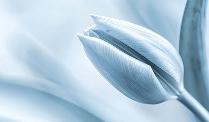 Naklejka premium Monochrome Blue Macro Close-Up of Delicate Flower Bud