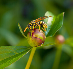 A yellow and black wasp sitting neatly on a green blooming peony flower. Soft blurred background of greenery.