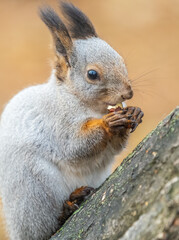 The squirrel with nut sits on tree in the autumn. Eurasian red squirrel, Sciurus vulgaris.