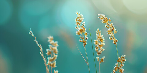 A field of golden wheat with a blue-green bokeh background grains