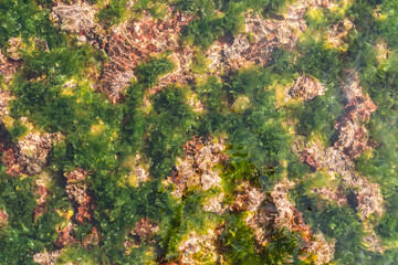 green moss on the stone ; green seaweed on the beach during sunny day