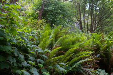 Fototapeta premium Scenic lush green rainforest in Oregon.