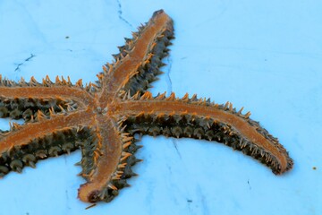 An orange starfish washed up on a concrete pier during a storm