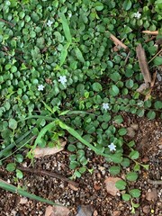 vegetable garden in a garden