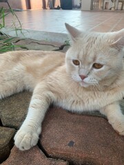 Fototapeta premium cat on the floor