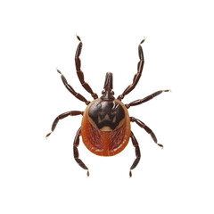 Close up deer tick isolated on white or transparent background, png clipart, design element. Easy to place on any other background.