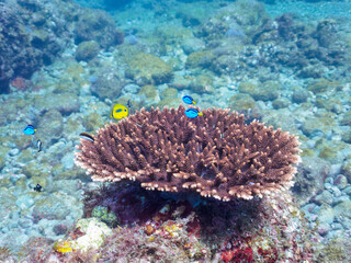 美しいテーブルサンゴと可愛いナンヨウハギ（ニザダイ科）、フタスジリュウキュウスズメダイ、ミツボシクロスズメダイ（スズメダイ科）、スミツキトノサマダイ（チョウチョウウオ科）他の幼魚の群れ。

日本国静岡県伊豆半島賀茂郡南伊豆町中木から渡し船で渡るヒリゾ浜にて。
2022年夏水中撮影。

Palette surgeonfish (Fragtail surgeonfish), Reticulated D