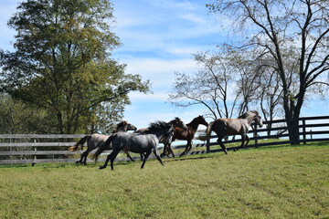 herd of horses galloping through a field