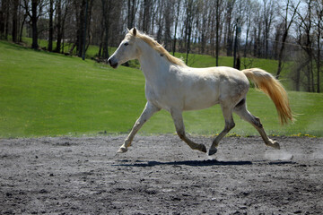 white horse trotting