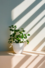 Potted plant sitting on table in the sunlight.