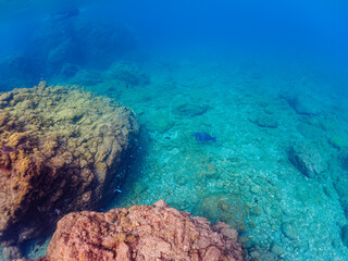 大きく美しいアオブダイ（ブダイ科）。

日本国静岡県伊豆半島賀茂郡南伊豆町中木から渡し船で渡るヒリゾ浜にて。
2022年夏水中撮影。

A large and beautiful Knobsnout Parrotfish (Scarus ovifrons).

Hirizohama beach, by ferry from Nakagi, Minami-Izu-cho,  Izu Peninsul