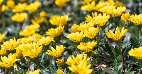 Gazania rigens, sometimes called treasure flower, is a species of flowering plant in the family Asteraceae, native to coastal areas of southern Africa.