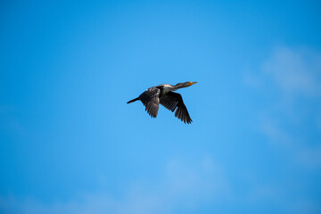 A Comorant takes flight in a wetlands area