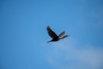 Obraz premium A Comorant takes flight in a wetlands area