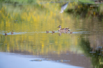 Mother and baby ducks on a pond in the spring