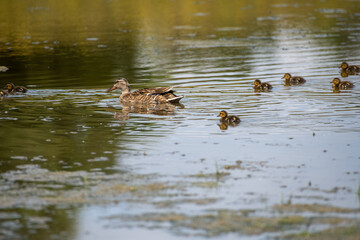 Mother and baby ducks on a pond in the spring
