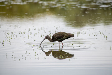 An Ibis stalking prey in a natural mare