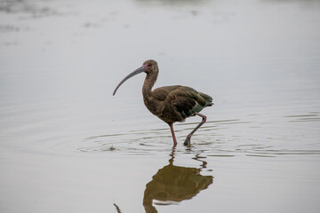 An Ibis stalking prey in a natural mare