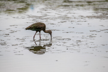 An Ibis stalking prey in a natural mare