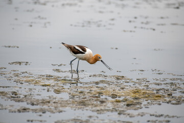 The American Avocet in a natural mart environment