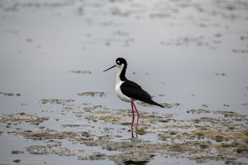 Fototapeta premium Black Necked stilt in a marsh setting