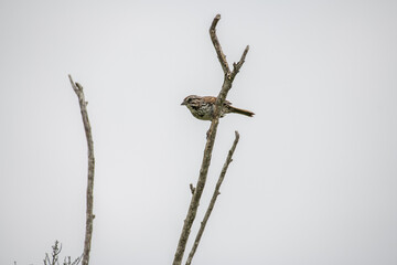 A finch on over watch in a forest