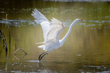A large Egret interacting with other wildlife in a marsh