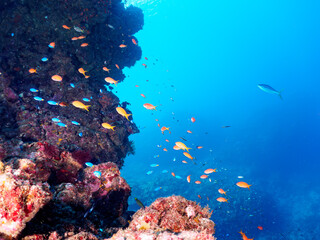 水中洞窟にいる美しいキンギョハナダイ（ハナダイ亜科）、ソラスズメダイ（スズメダイ科）他の群れとカンパチ（アジ科）の群れ。

日本国静岡県伊豆半島賀茂郡南伊豆町中木から渡し船で渡るヒリゾ浜にて。
2022年夏水中撮影。
Heavenly Damselfish (Pomacentrus coelestis), Sea Goldie (Pseudanthias squamipinnis), and Gr