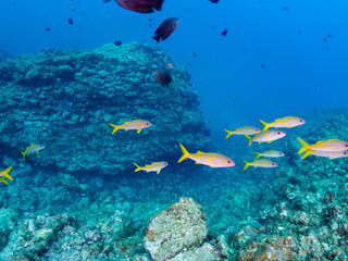 美しいアカヒメジ、ホウライヒメジ（ヒメジ科）、オヤビッチャ（スズメダイ科）他の群れ。

日本国静岡県伊豆半島賀茂郡南伊豆町中木から渡し船で渡るヒリゾ浜にて。
2022年夏水中撮影。

Yellowfin goatfish (Mulloidichthys vanicolensis), Sergeant Major (Abudefduf vaigiensis), Whitesaddle goatfis