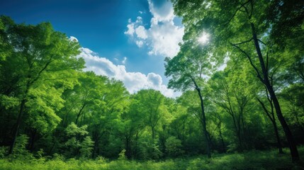 Obraz premium green forest with clear blue skies and a refreshing breeze, 