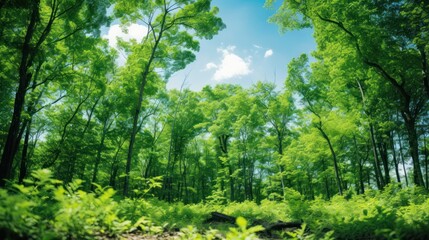 Fototapeta premium green forest with clear blue skies and a refreshing breeze, 