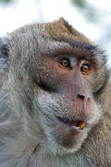 A portrait of a crab-eating macaque (Macaca fascicularis), also known as the long-tailed macaque or cynomolgus monkey
