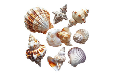 Obraz premium Seashell isolated on a white background