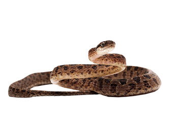 Boiga multo maculata snake closeup on isolated background