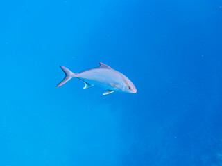 キビナゴの大群を襲う迫力あるカンパチとツムブリ（アジ科）の群れ。

日本国静岡県伊豆半島賀茂郡南伊豆町中木から渡し船で渡るヒリゾ浜にて。
2022年夏水中撮影。

Greater Amberjack (Seriola dumerili) and Rainbow Runner (Elagatis bipinnulata) (horse mackerel family) attacking a lar