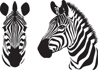 Graphic set of zebra on white background,