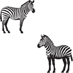 Graphic set of zebra on white background,