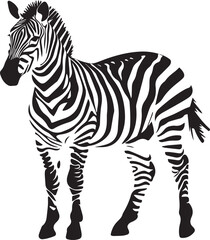 Graphic set of zebra on white background,