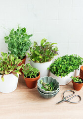 Indoor Herb Garden Kit With Fresh Green Plants