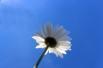 Frog eye view of Bellis perennis against the clear blue sky, commonly known as common daisy, lawn daisy or English daisy. © Max Asrory