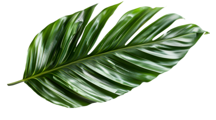 Green leaf of palm tree isolated on a transparent background