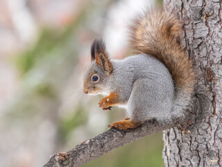 The squirrel with nut sits on tree in the winter or late autumn