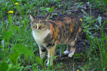  Fluffy tricolor cat with red-gray-white fur and green eyes standing in green grass .Cat home pet...