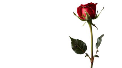 one red rose flower bud isolated on a transparent background
