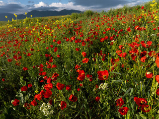 Obraz premium Amazing poppy field landscape against Tian Sian mountains, blue sky and clouds. Vibrant color nature scenery. Beautiful natural background or wallpaper