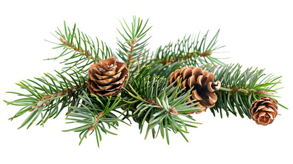 pine branch with needles and cones isolated on a transparent background
